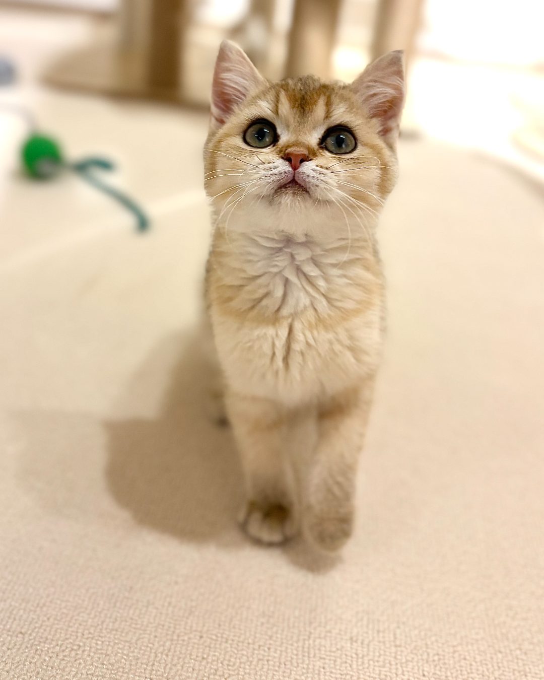 Apricot, golden shaded British Shorthair kitten at Meowtelier Singapore