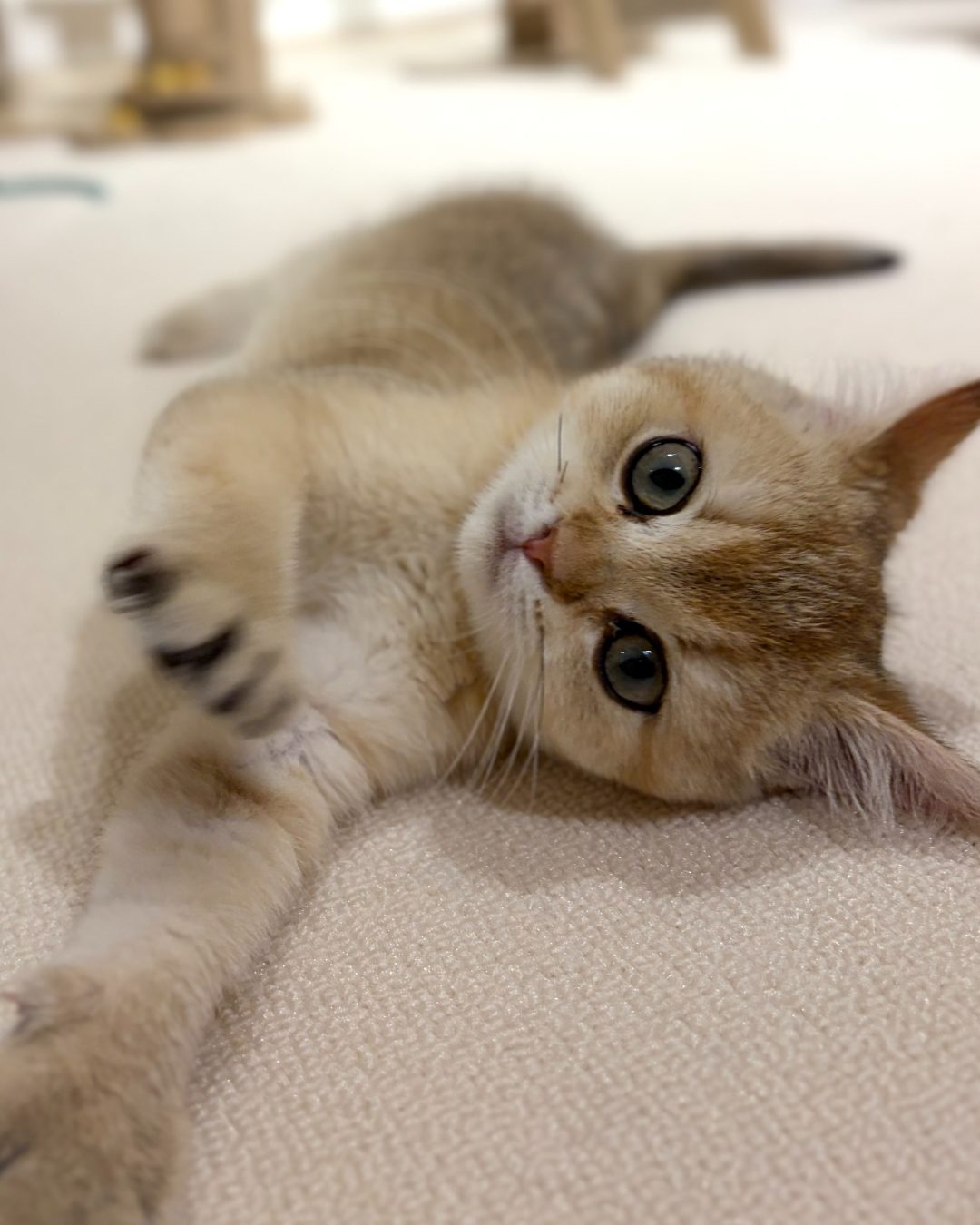 Apricot lounging on her side