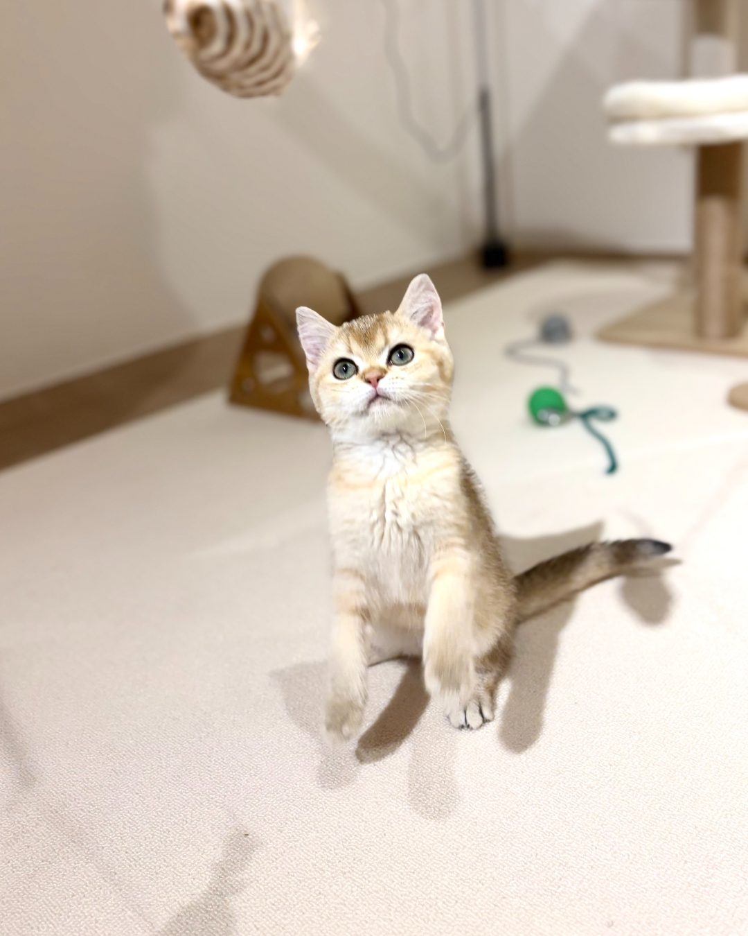 Apricot reaching up to play with a toy