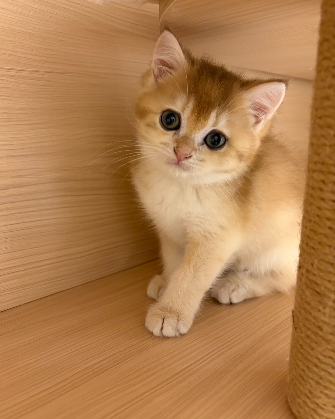 Biscuit, golden shaded British Shorthair kitten at Meowtelier Singapore