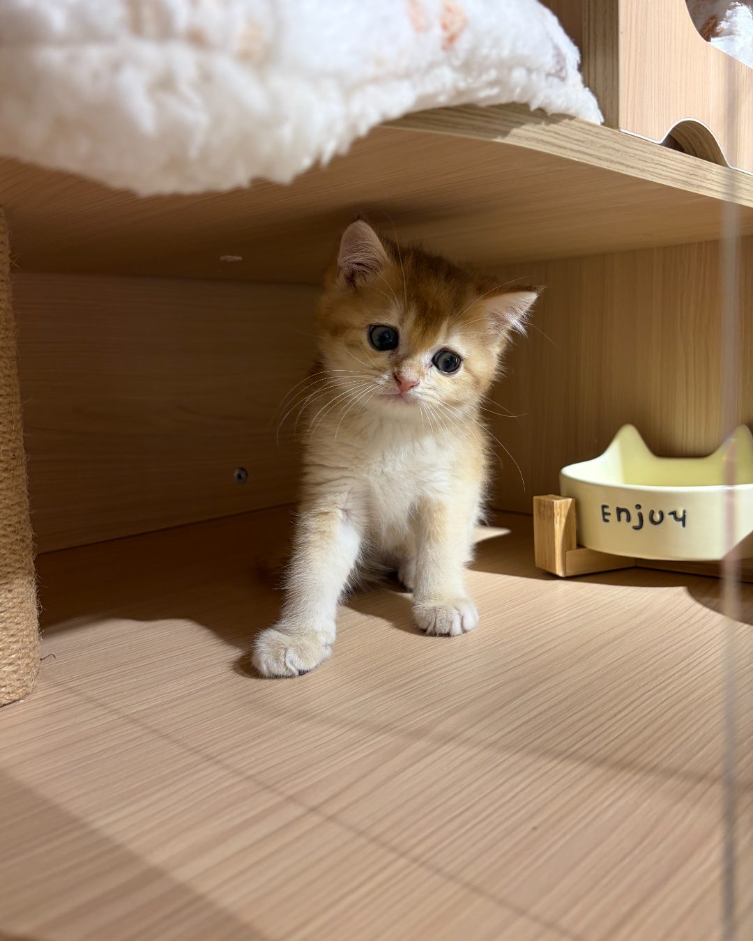 Biscuit stepping out by his food bowl