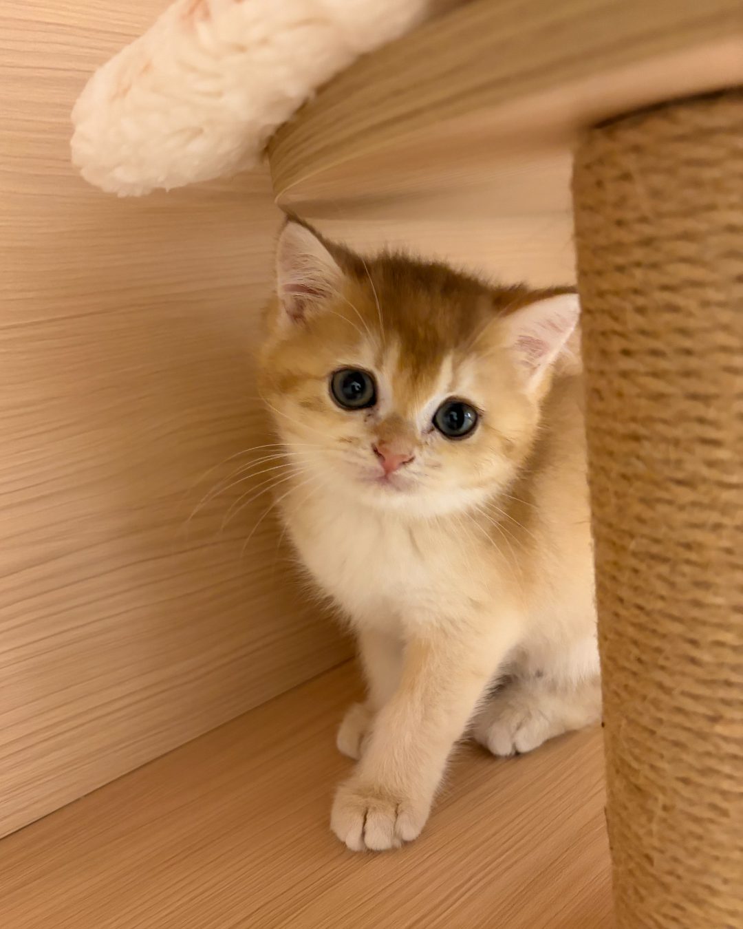 Biscuit peeking up beside the post