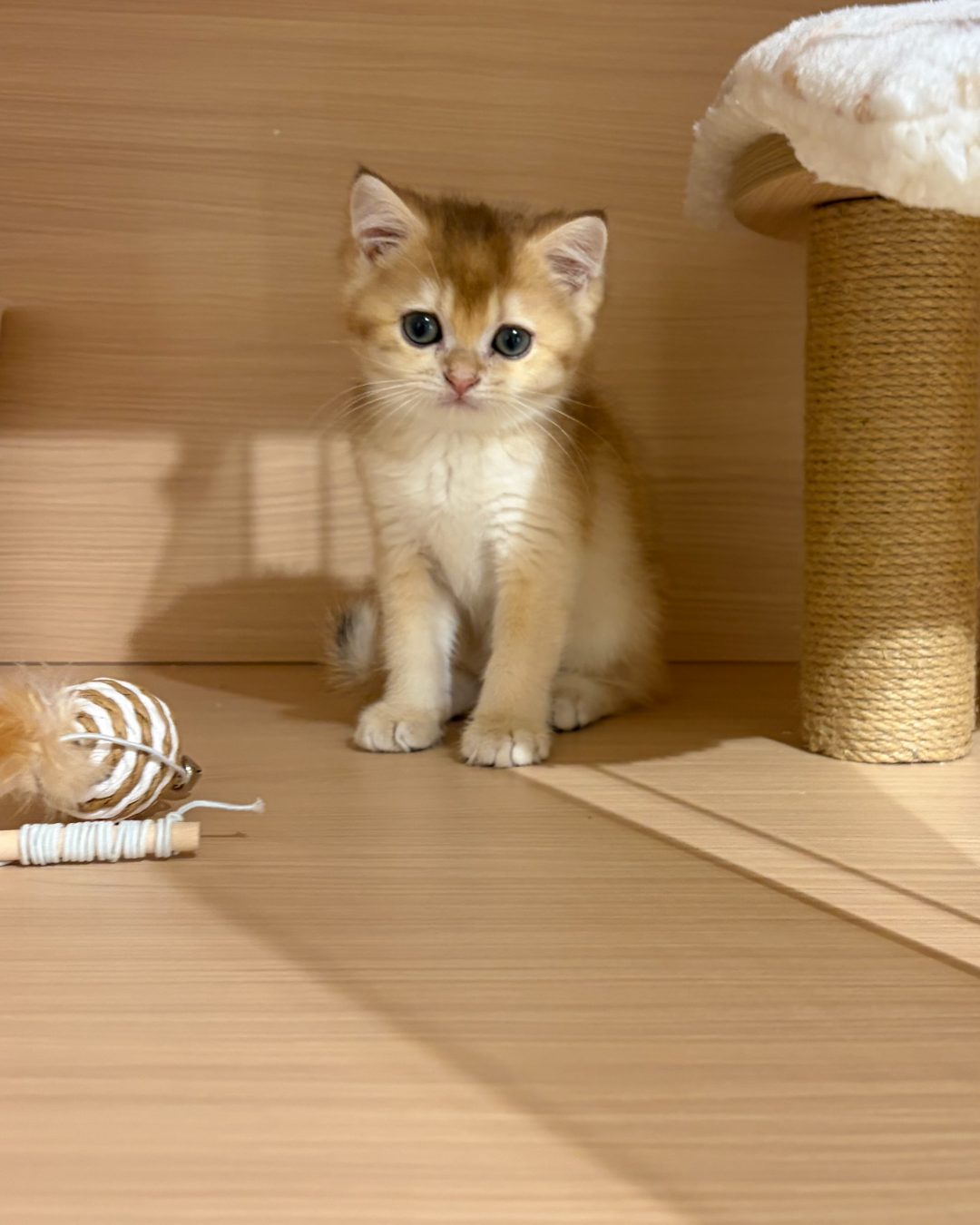 Biscuit sitting in the cattery with a toy