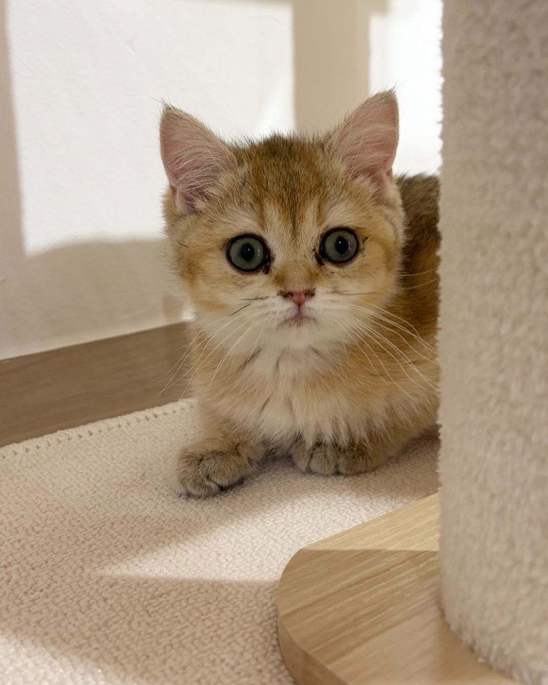 Cashew, golden shaded British Shorthair kitten at Meowtelier Singapore