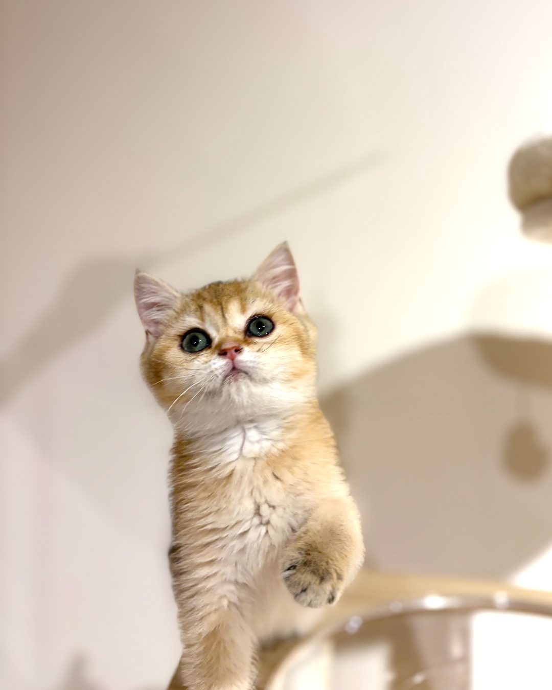 Cashew reaching up to play