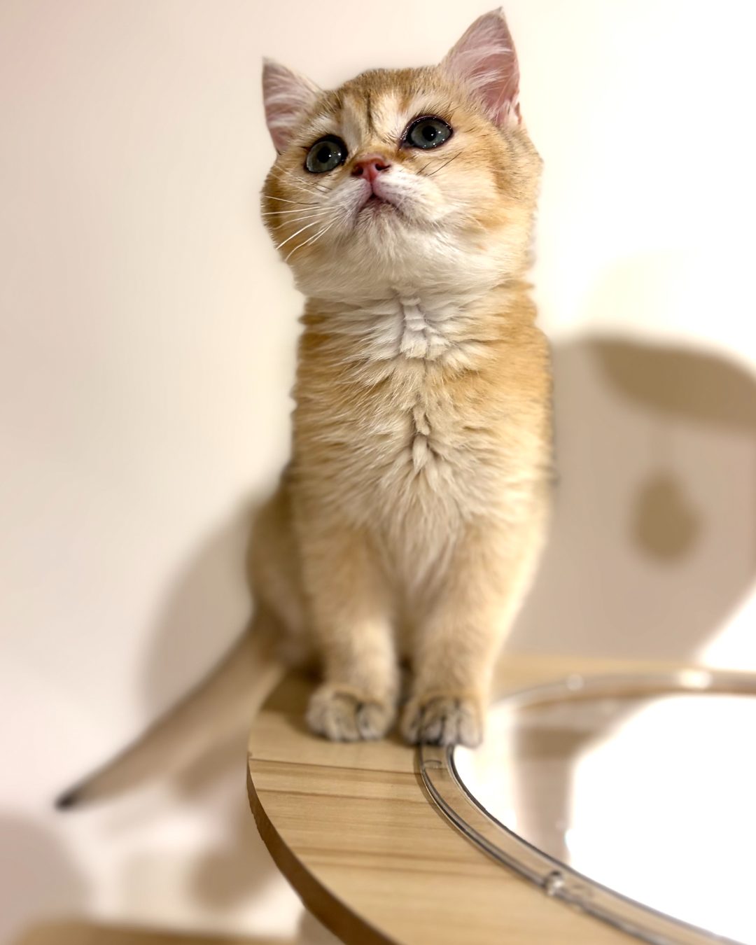 Cashew sitting on a perch, gazing up