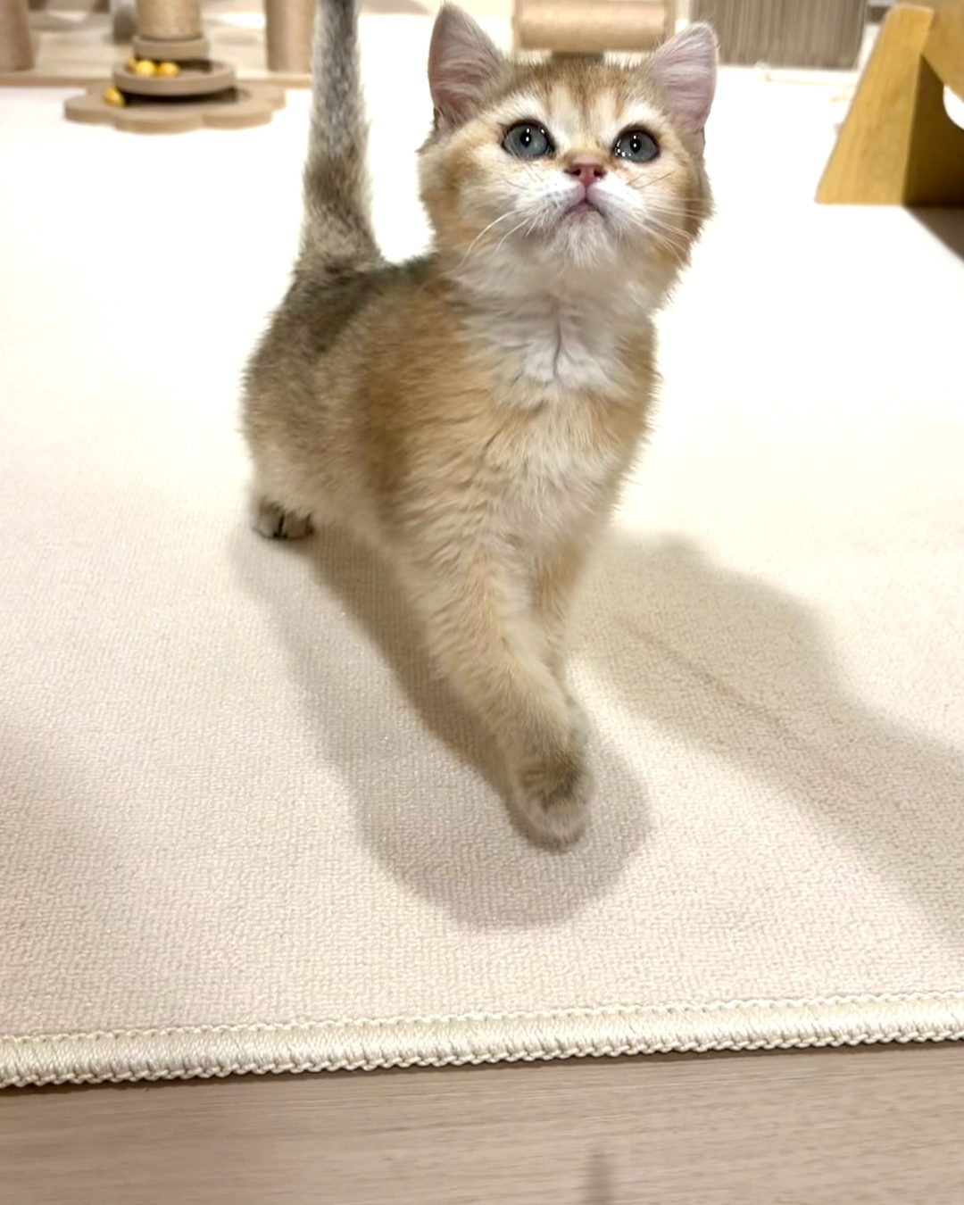 Cashew walking across the play mat