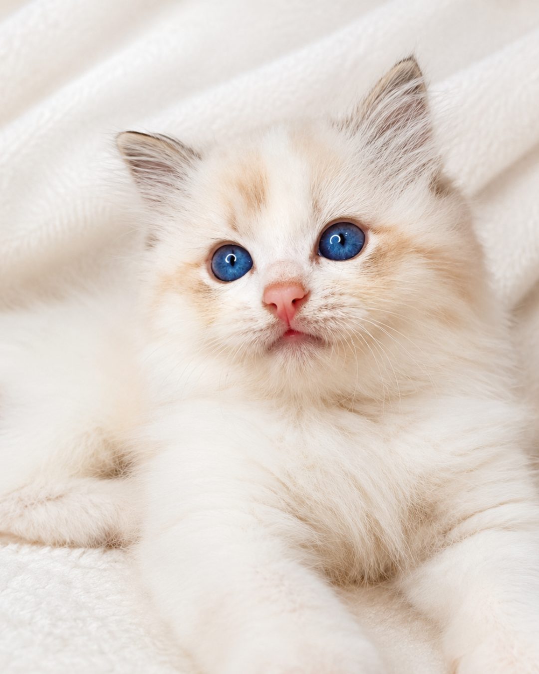 Casper, a Seal Tabby Bicolor Ragdoll kitten, looking at the camera