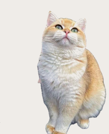 Golden British Shorthair kitten sitting at Meowtelier Singapore