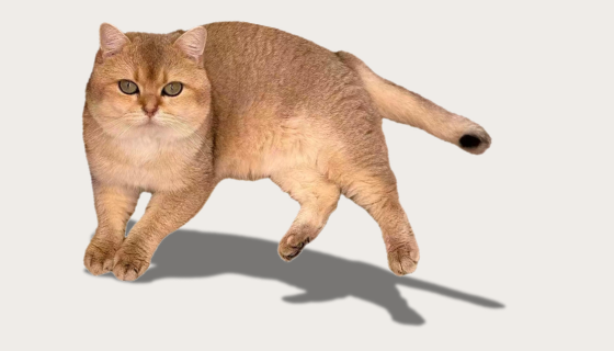 Golden British Shorthair cat at Meowtelier Singapore cattery
