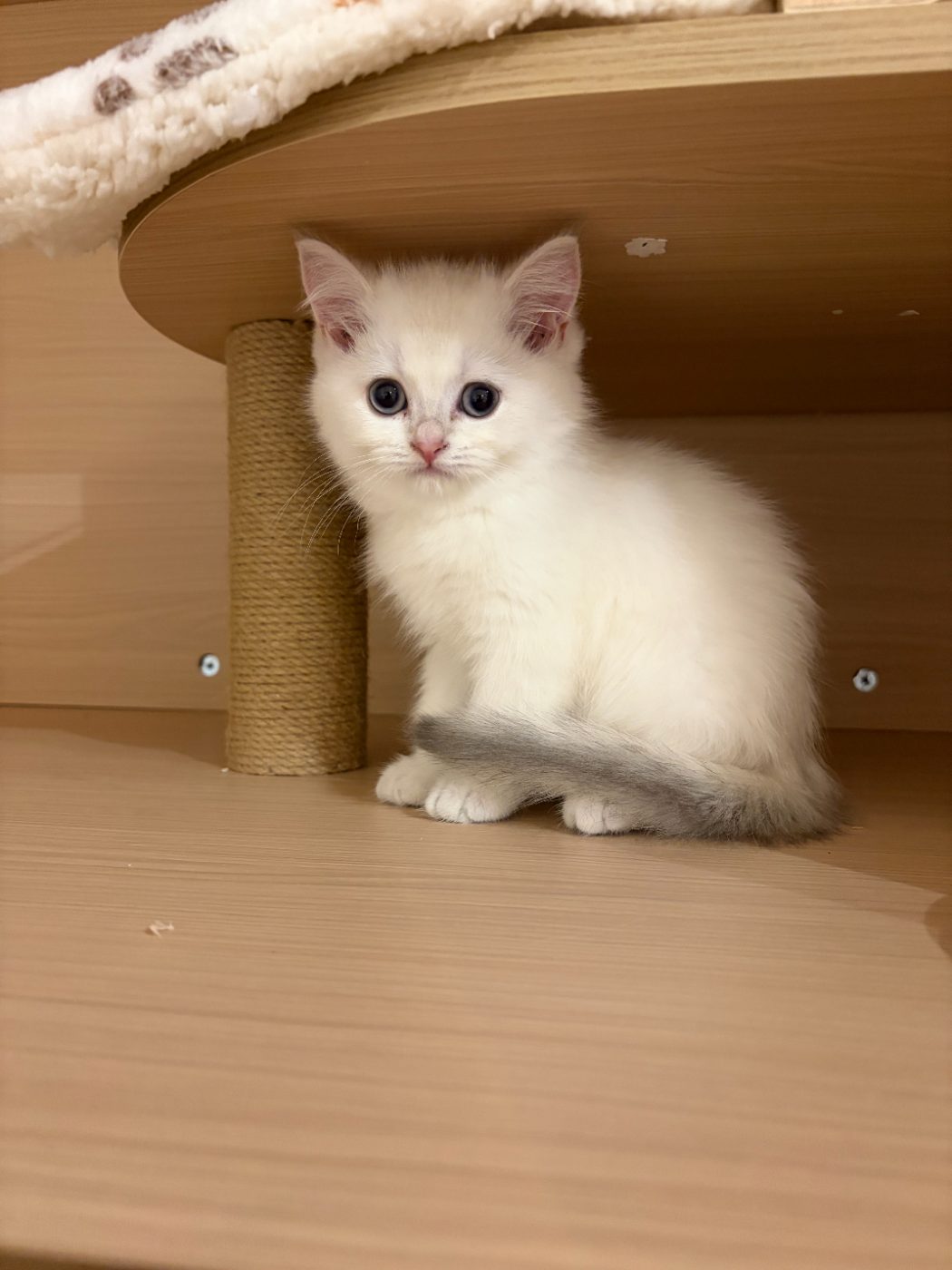 Dumpling, white British Shorthair kitten at Meowtelier Singapore