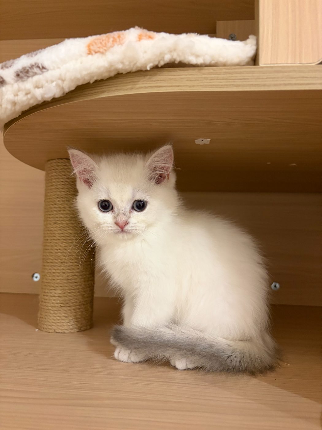 Dumpling sitting with fluffy grey tail