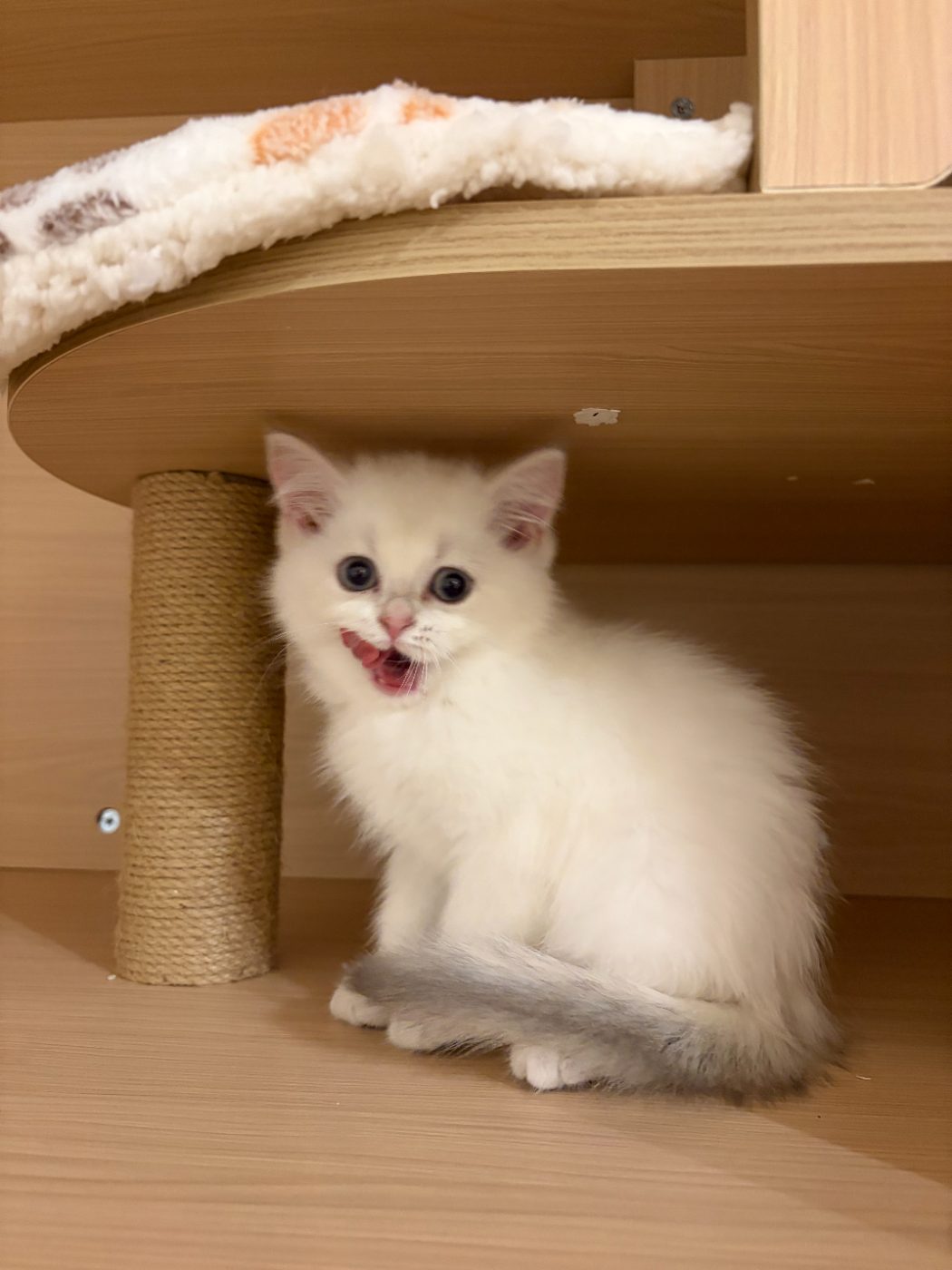 Dumpling mid-meow