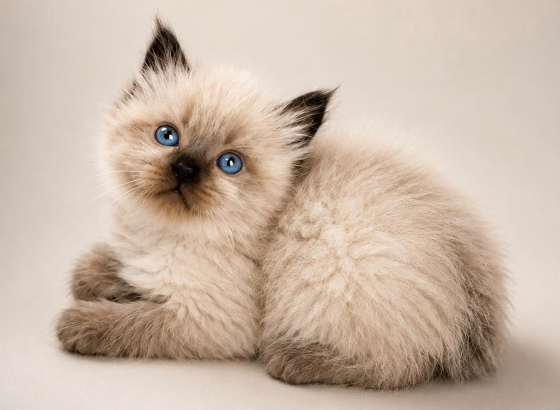 Maverick, Seal Mitted Ragdoll kitten at Meowtelier Singapore
