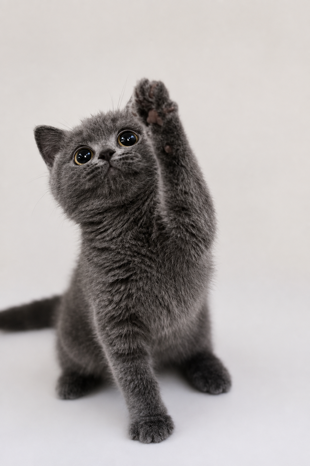 Mickey, a Grey British Shorthair kitten, reaching up
