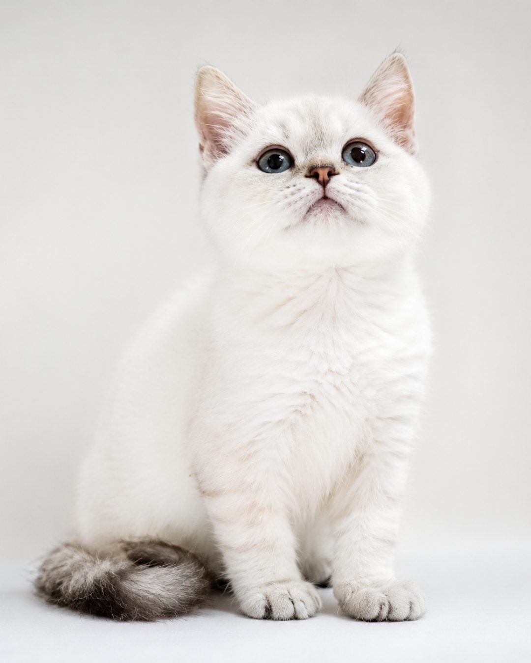 Nougat, Lynx Point Ragdoll kitten available at Meowtelier Singapore
