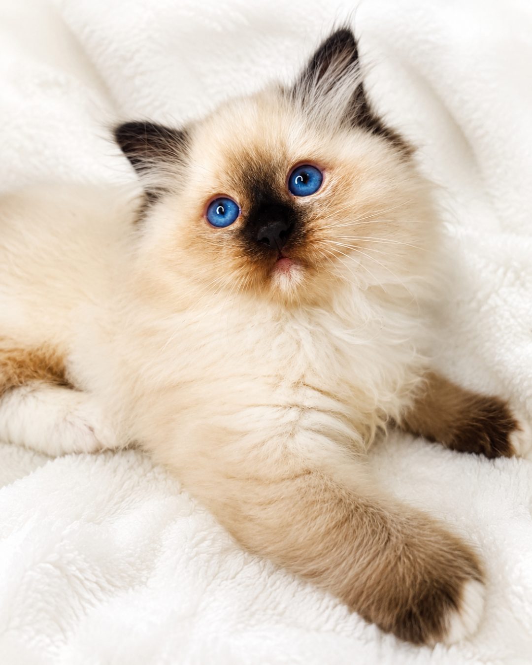 Teddy, Seal Mitted Ragdoll kitten available at Meowtelier Singapore
