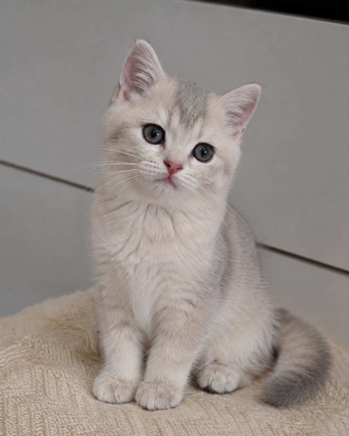 Waffles, a Blue Golden British Shorthair kitten, looking at the camera